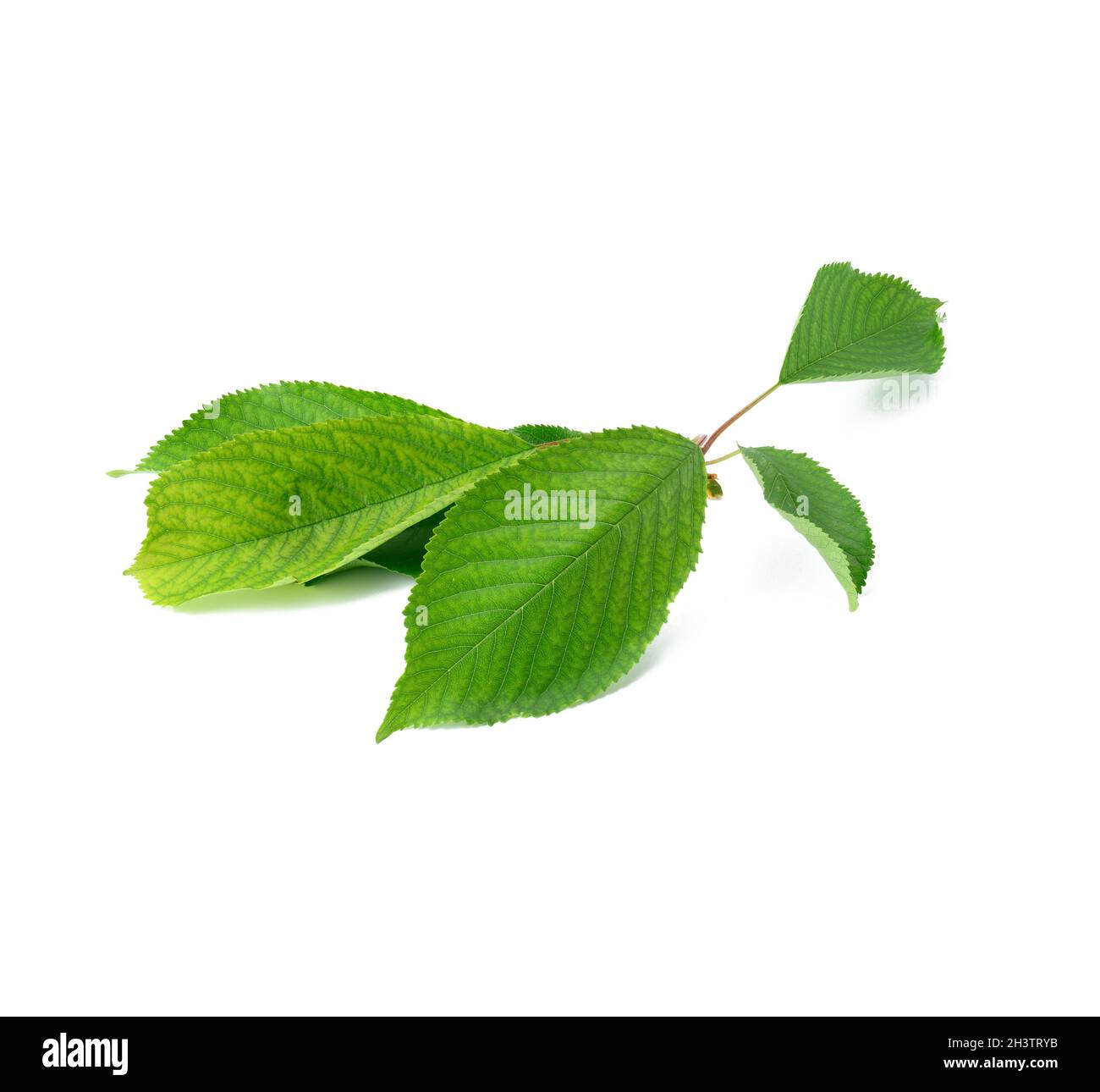 Fresh green cherry leaves on white background Stock Photo Alamy