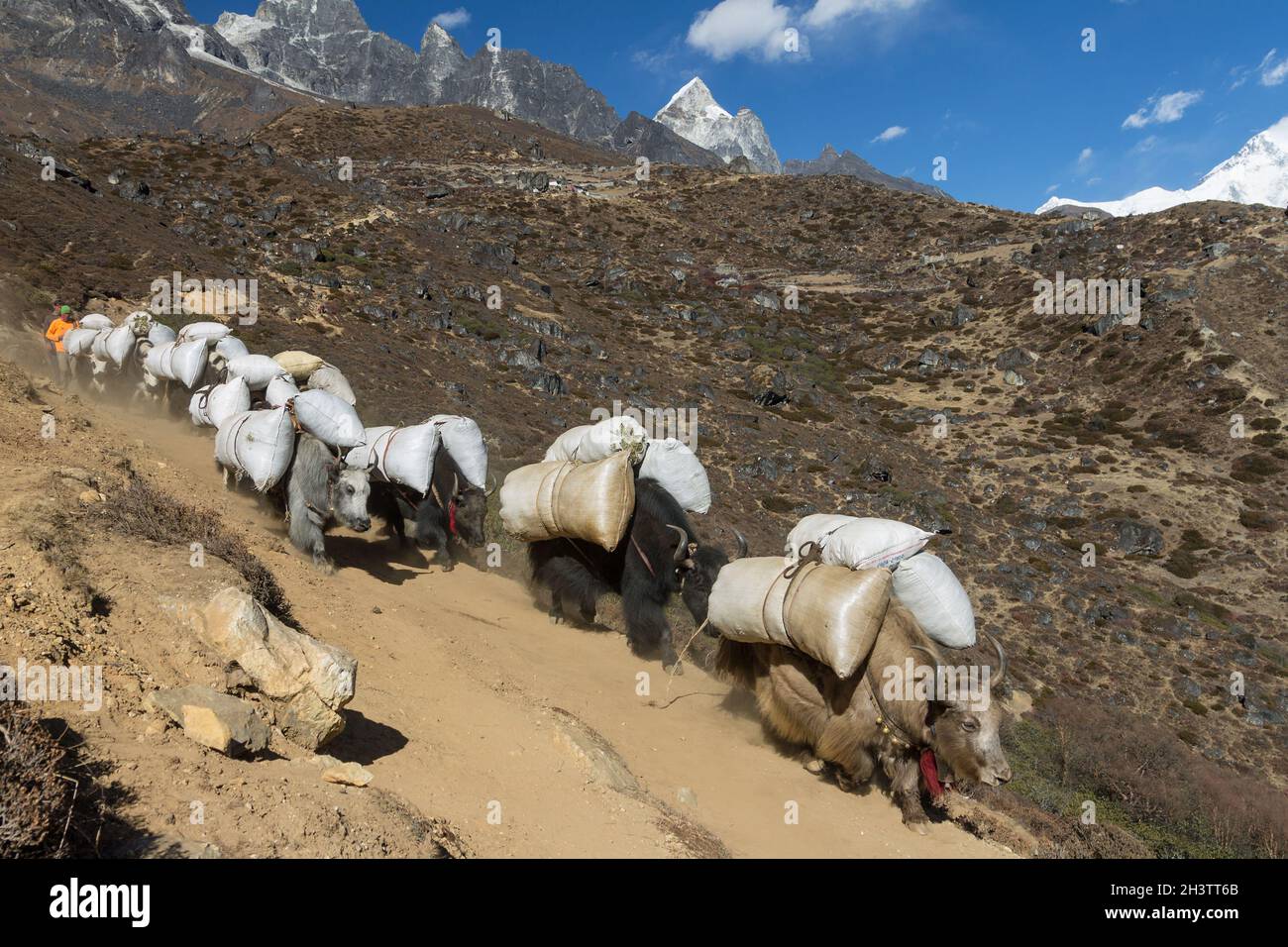 Yaks packed with supplies on a trail in Khumbu Stock Photo