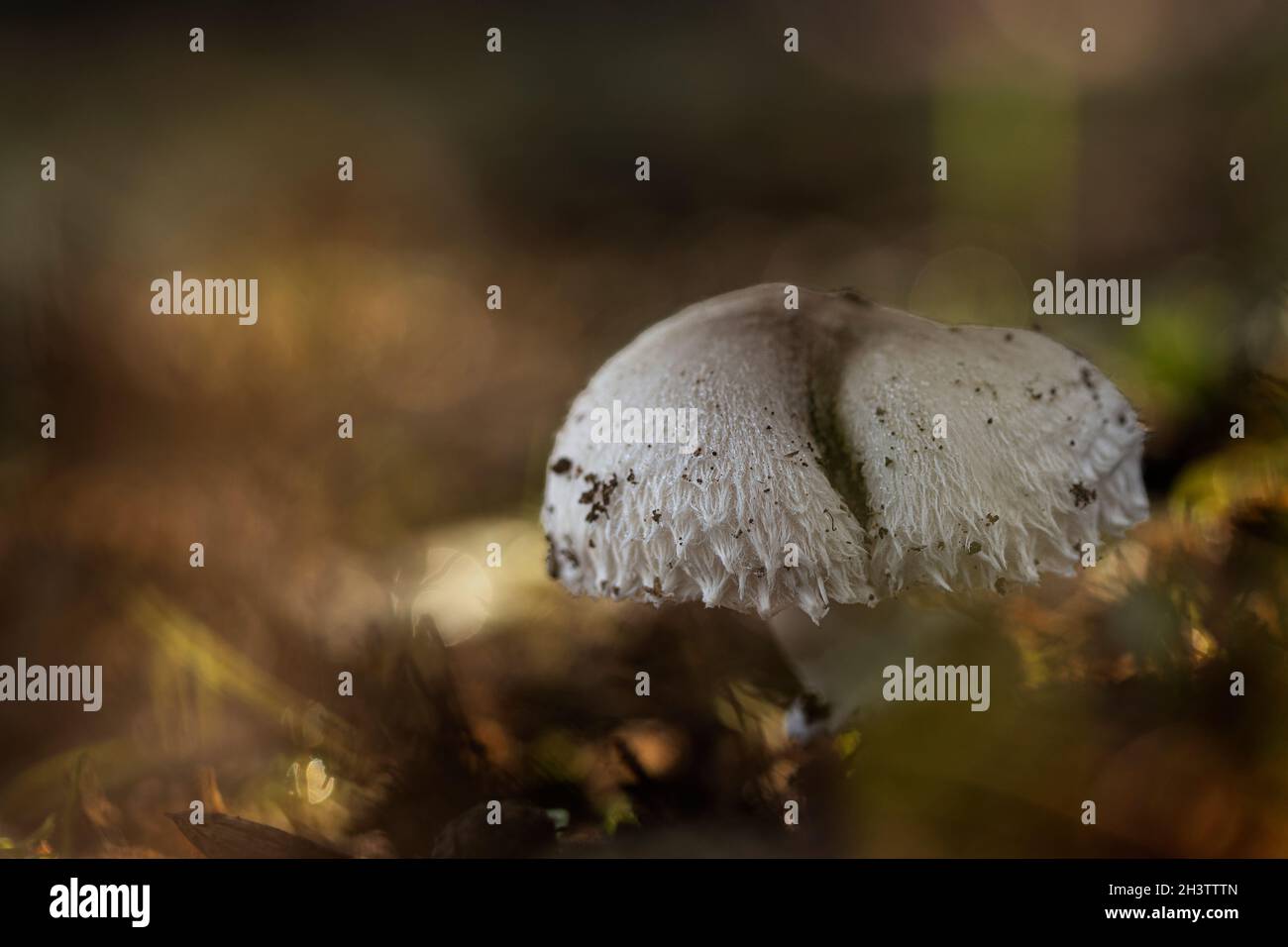 Agaricus sp hi-res stock photography and images - Alamy