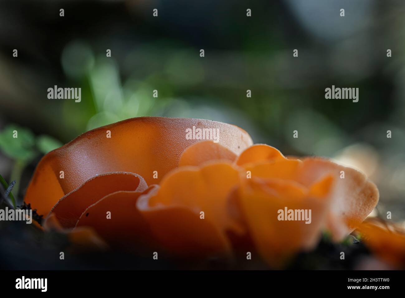 Orange peel fungus (Aleuria aurantia) Stock Photo