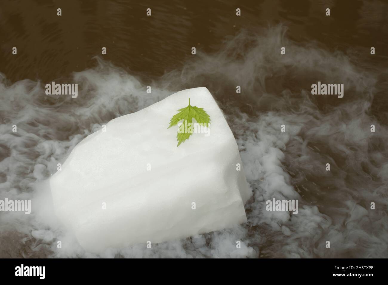 Green leaf on a white ice floe. Leaf and dry ice. Evaporation of