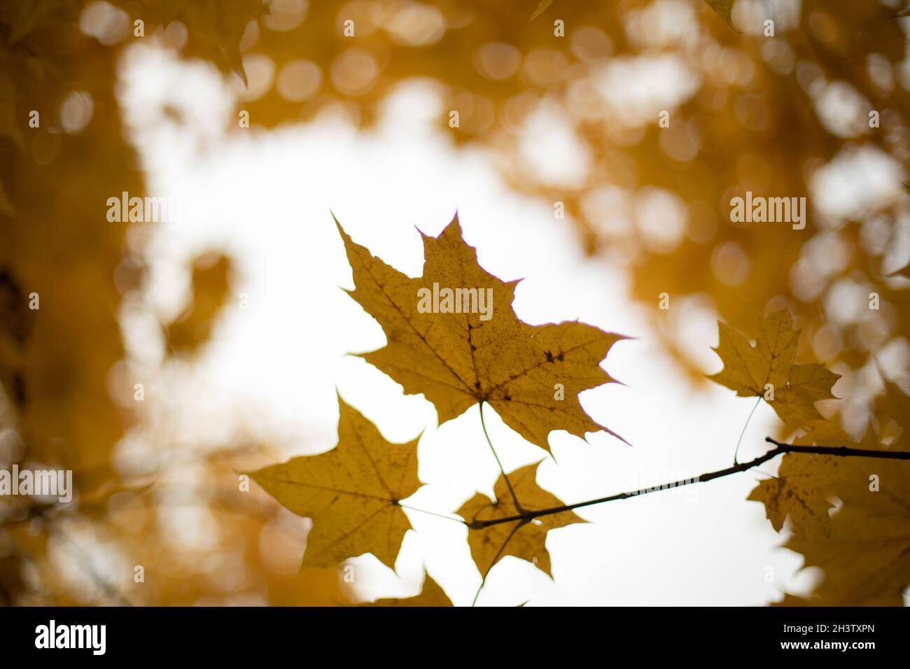 Yellow maple leaves. Autumn background. Maple leaves in the park. Stock Photo
