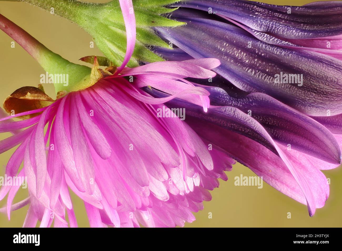 Macro view of isolated ice plant and African daisy flowers Stock Photo