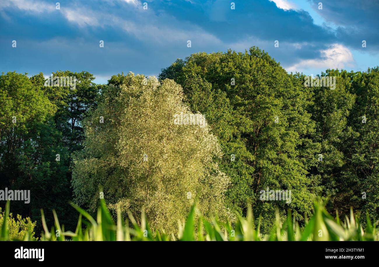 Leafy green blue sky hi-res stock photography and images - Alamy