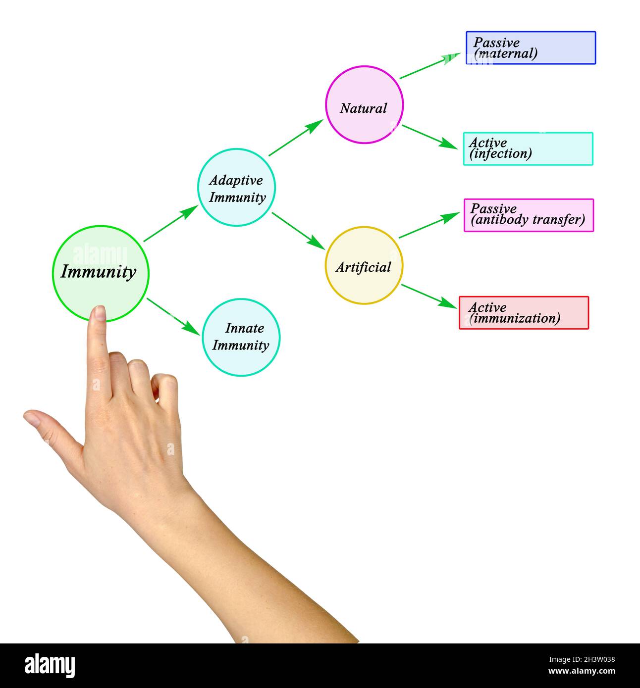 Four Types of Human Immunity Stock Photo - Alamy