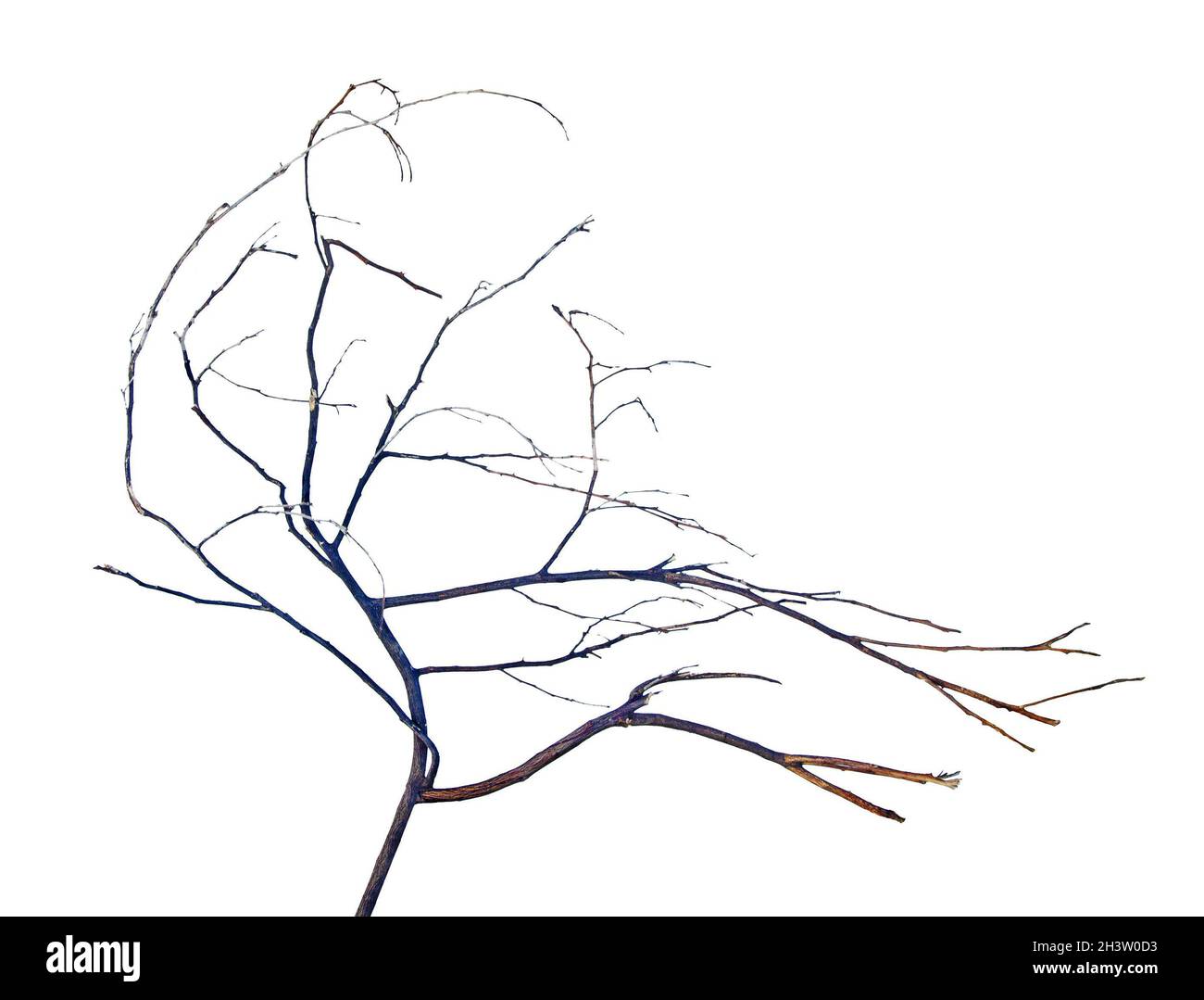 Dry branch isolated on white background Stock Photo - Alamy