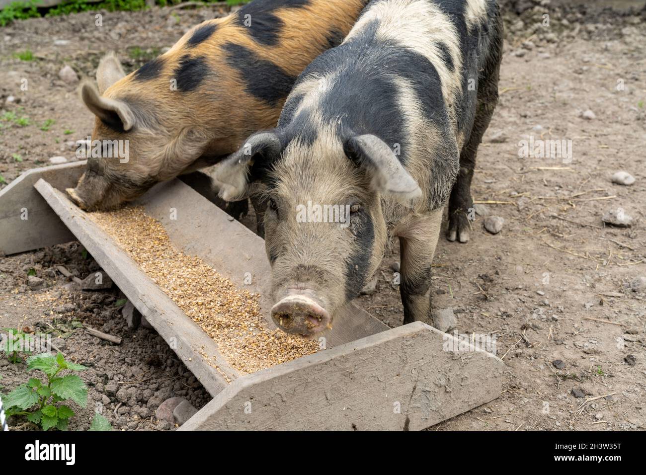Lindera d pig hires stock photography and images Alamy