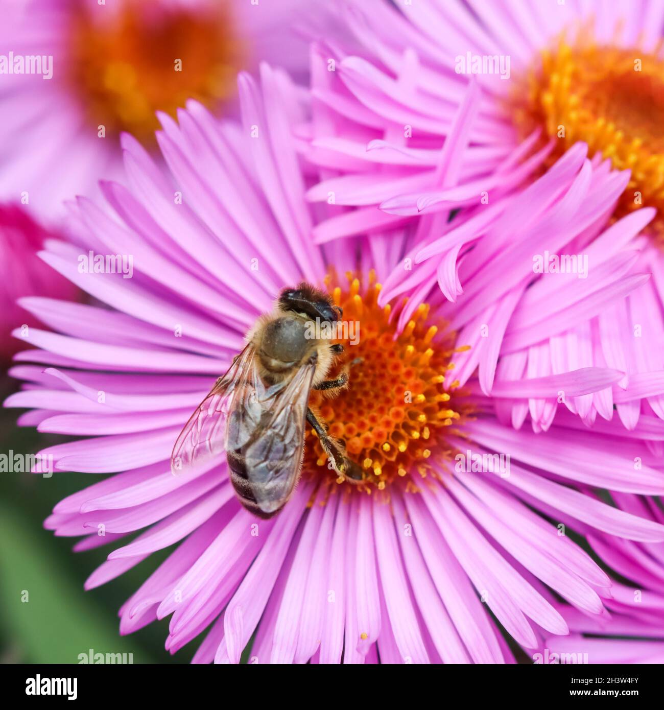 Beautiful pink flowers of autumn aster with a bee in the garden Stock Photo