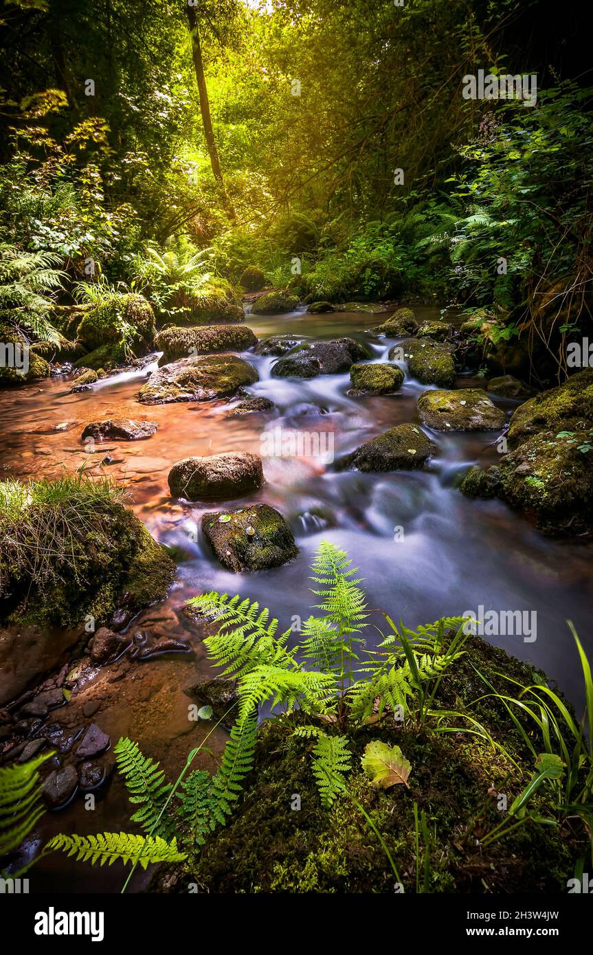 Torrent in the forest - Northern Spain Stock Photo
