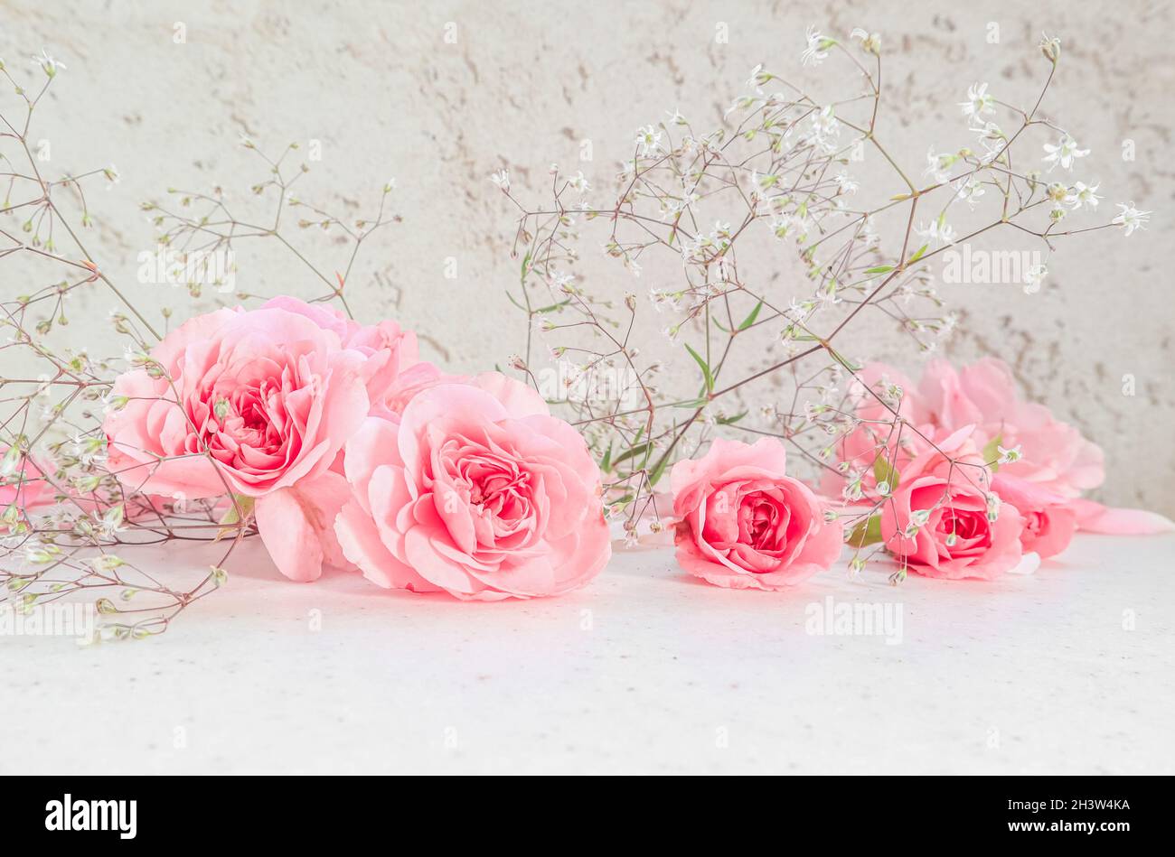 Pink roses and petals on white background. Perfect for background greeting cards and invitations Stock Photo