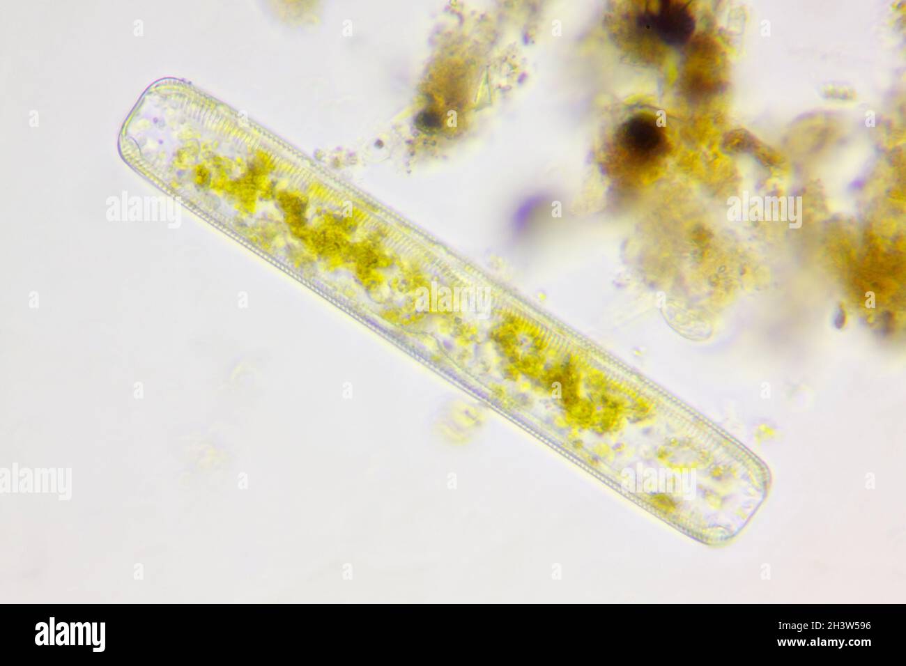 Microscopic view of a diatom (Navicula). Brightfield illumination. Stock Photo