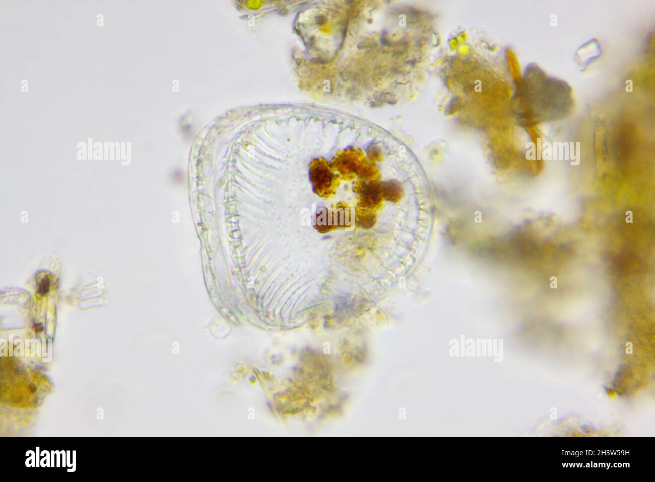 Microscopic view of a diatom. Brightfield illumination. Stock Photo