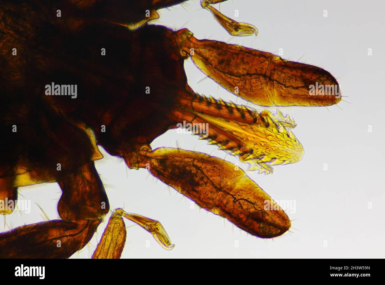 Microscopic view of a tick (Ixodidae, hard tick) head and mouth. Brightfield illumination. Stock Photo