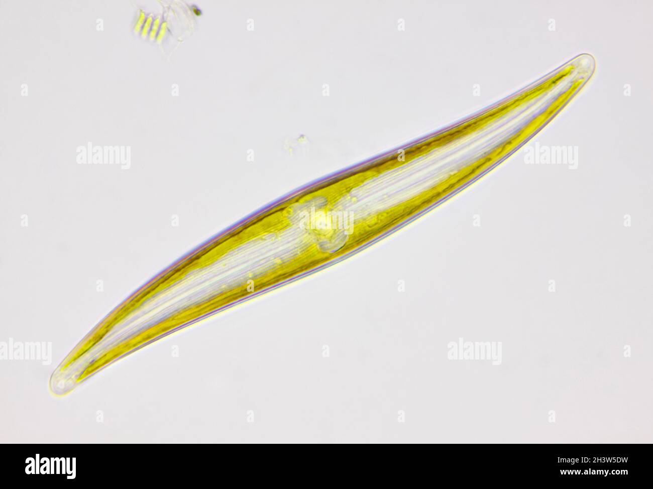 Microscopic view of a diatom (Gyrosigma). Brightfield illumination. Stock Photo