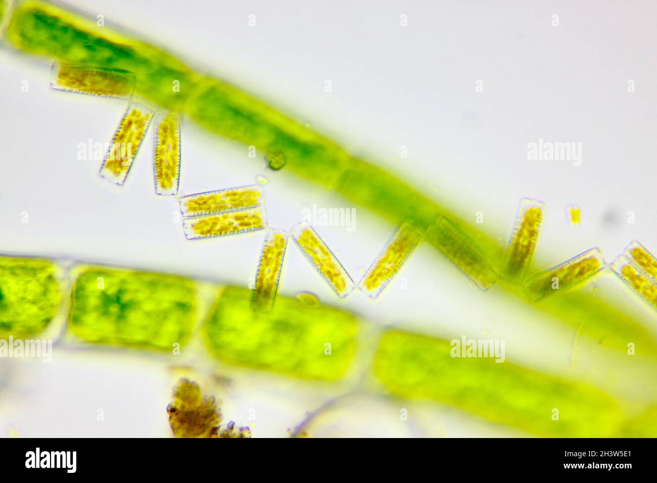 Microscopic view of a diatoms (Diatoma) and green algae filaments. Brightfield illumination. Stock Photo