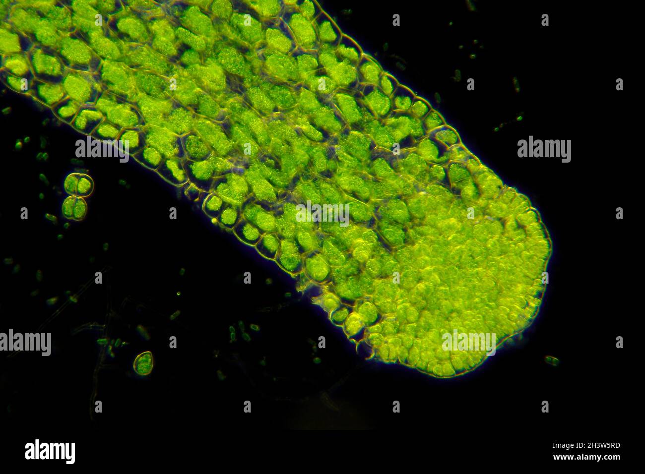 Microscopic view of Crystalwort (Riccia fluitans) thalli. Darkfield illumination. Stock Photo
