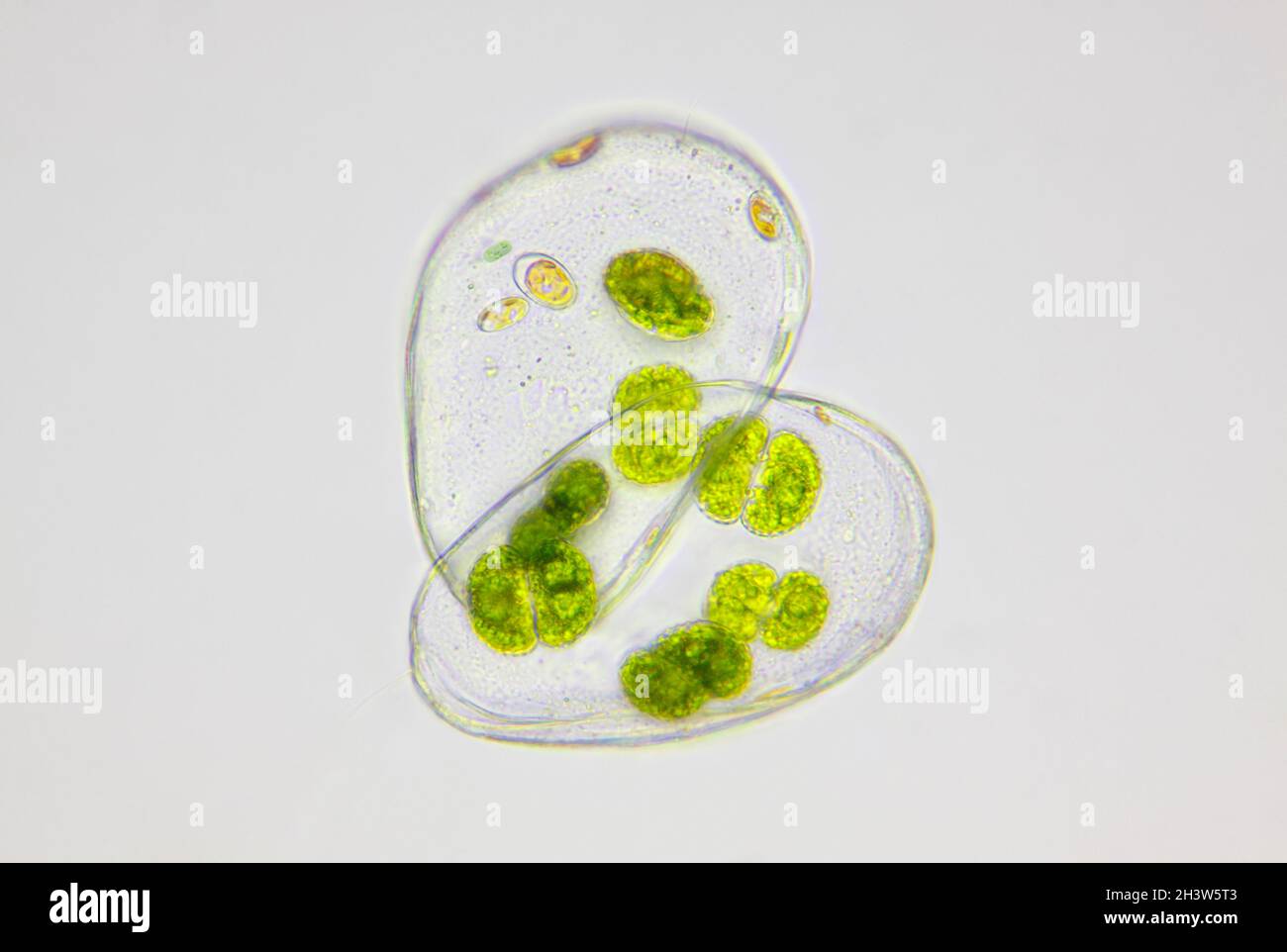 Microscopic view of green algae (Cosmarium) inside empty Ostracod shell. Brightfield illumination. Stock Photo