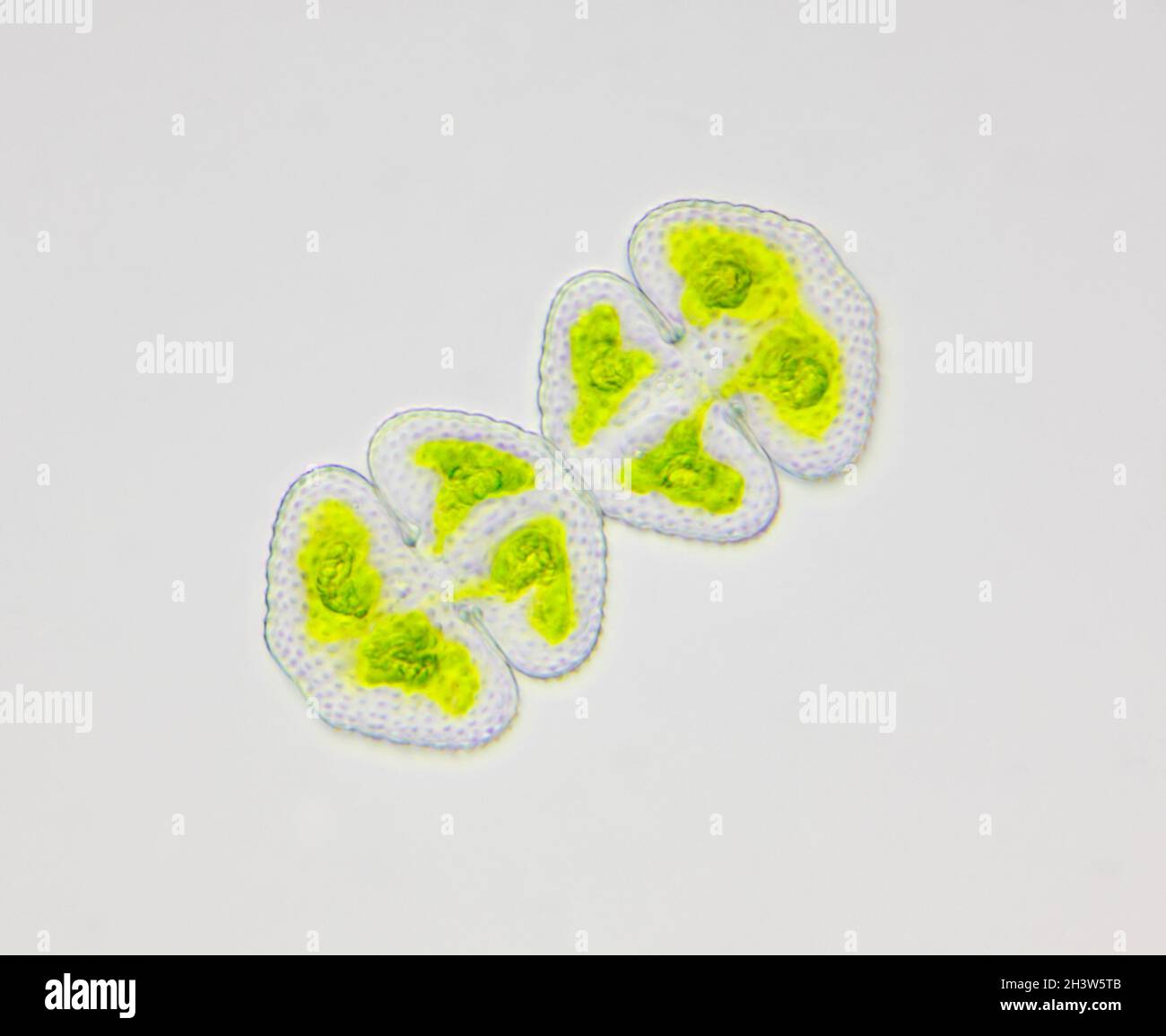 Microscopic view of two green algae (Cosmarium). Brightfield illumination. Stock Photo
