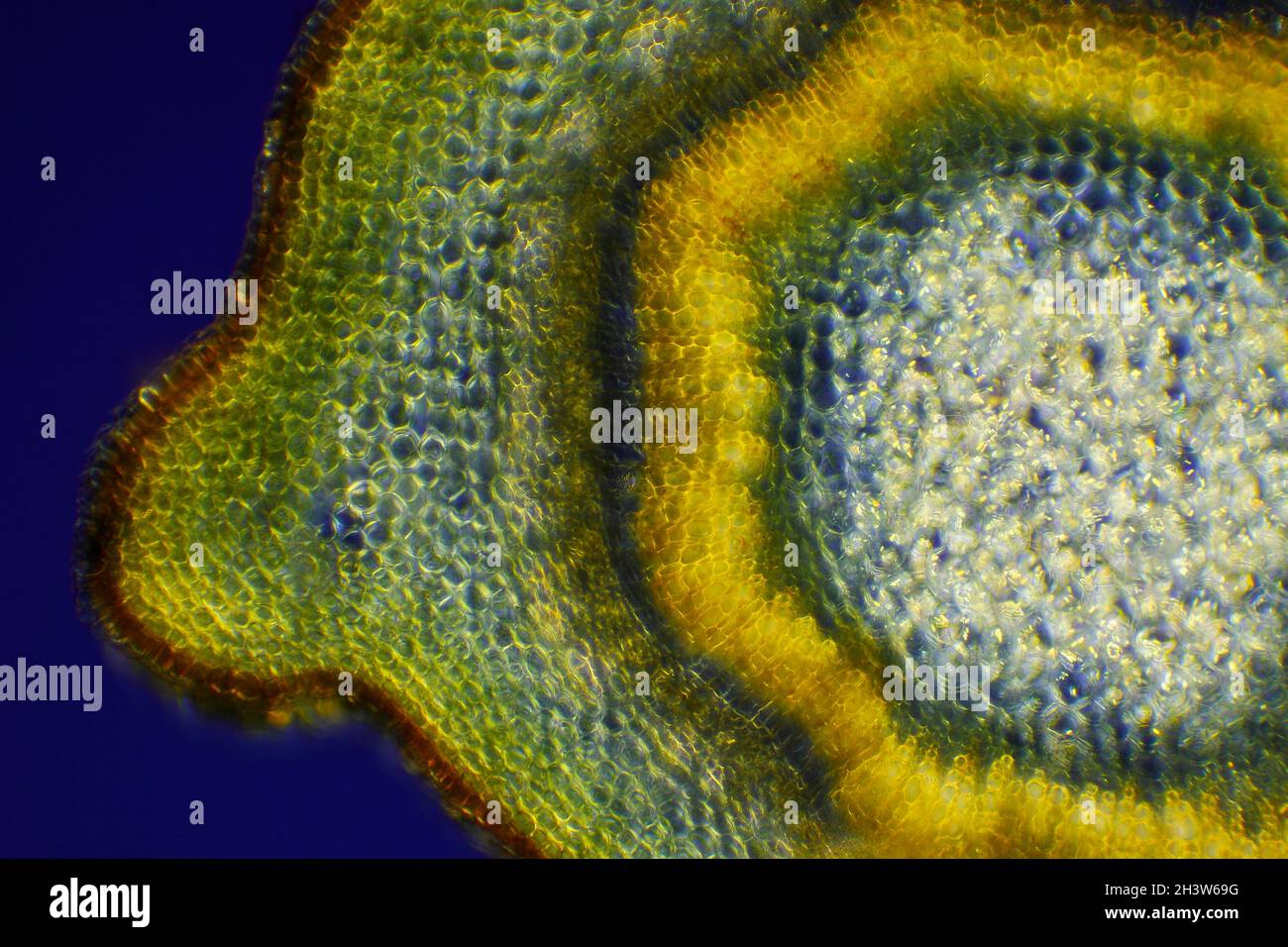 Microscopic view of Border forsythia (Forsythia x intermedia) stem cross-section. Polarized light with crossed polarizers. Stock Photo