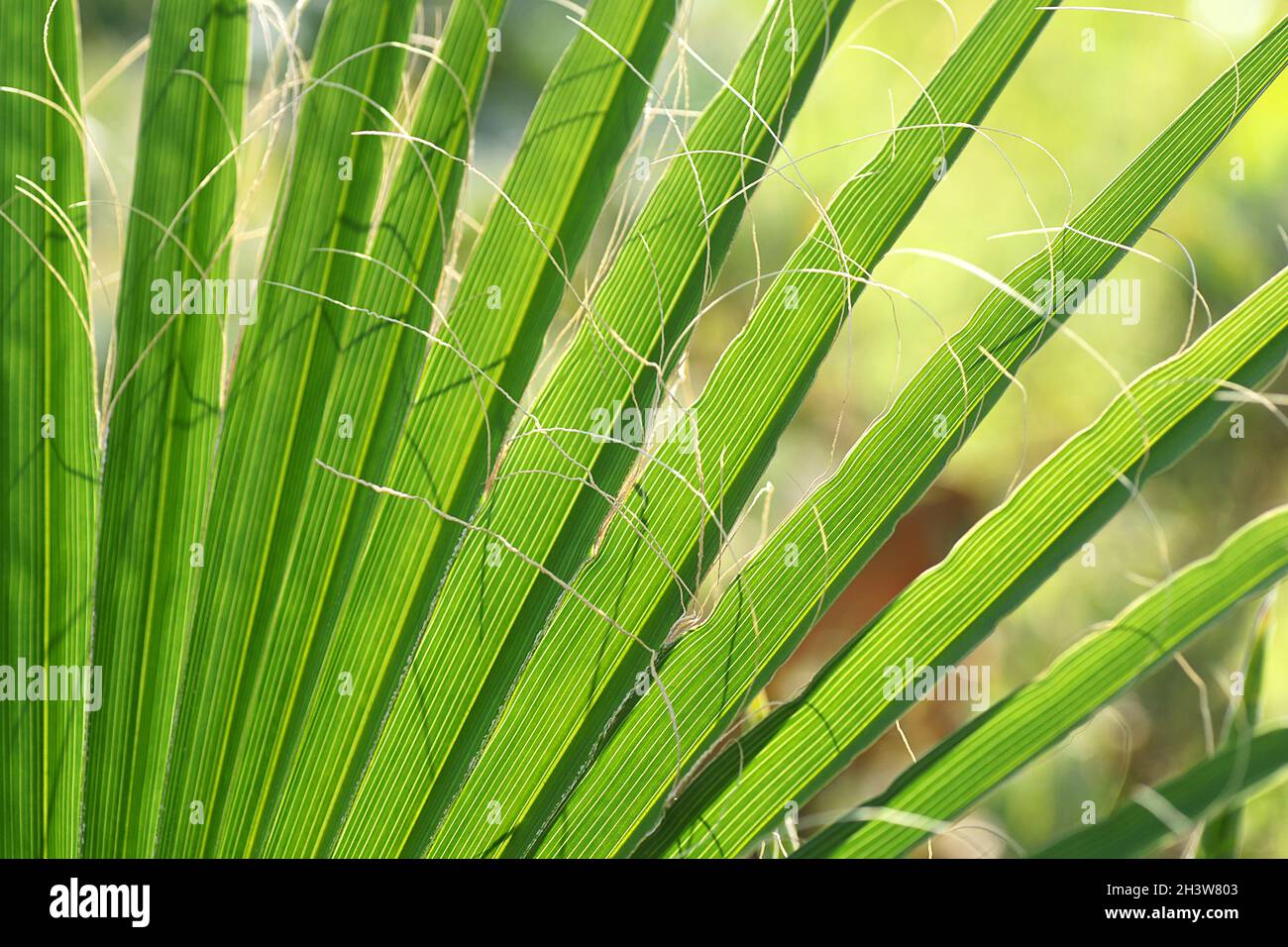 Fan shaped plants hires stock photography and images Alamy