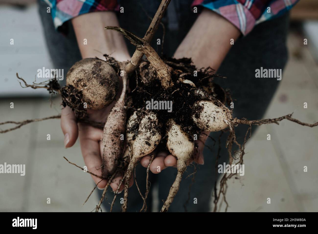 hands handing the dahlia tubers Stock Photo