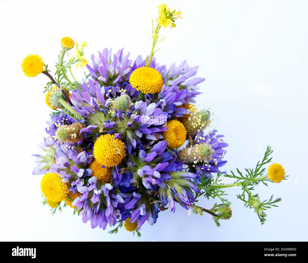Bouquet of wild flowers on white background Stock Photo - Alamy