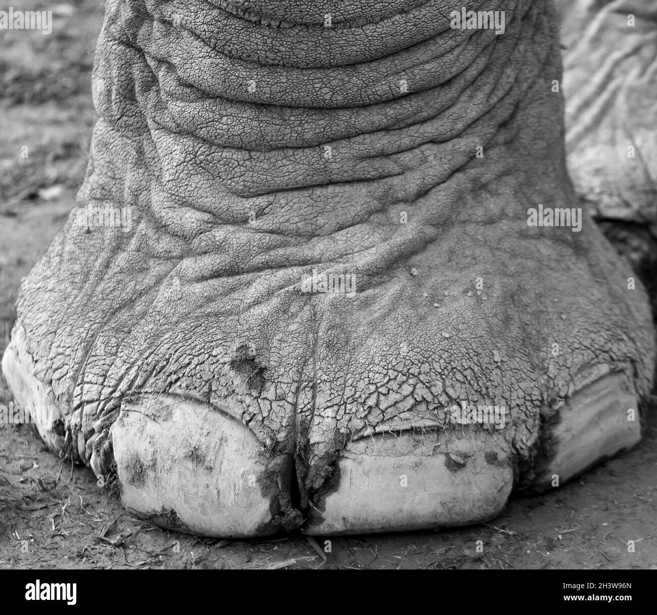 Elephant toe hires stock photography and images Alamy
