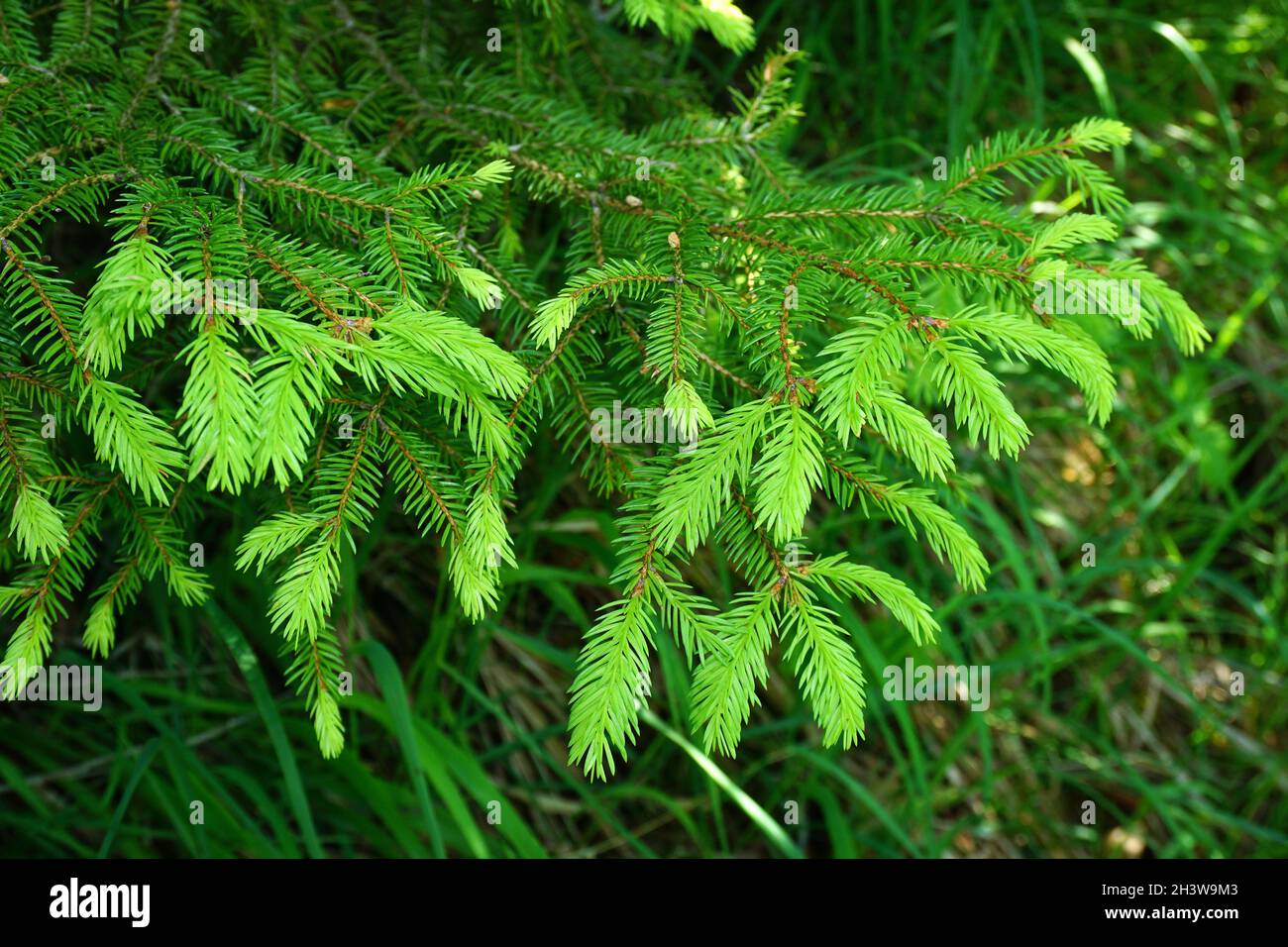 Young spring needles hi-res stock photography and images - Alamy