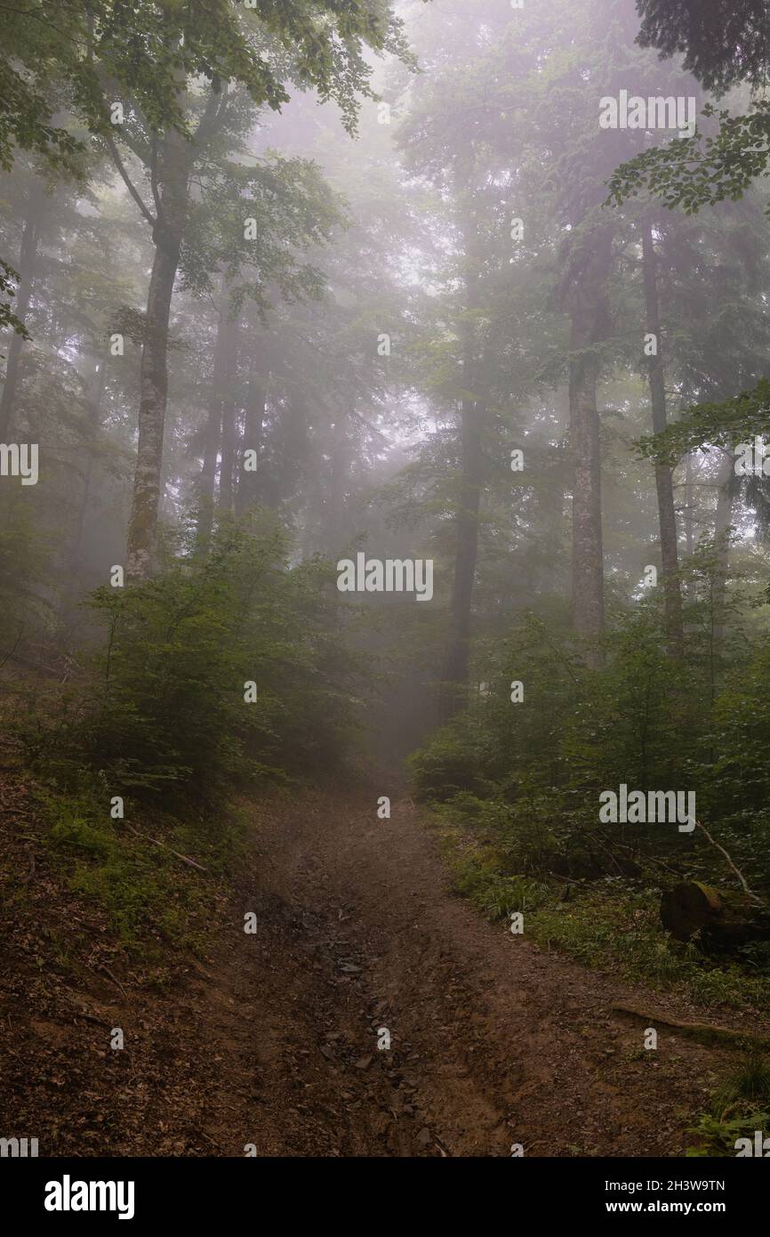 Beautiful foggy forest landscape with country road through dense spruce  green rainforest on a foggy morning. Nature background Stock Photo - Alamy, image size:866x1390