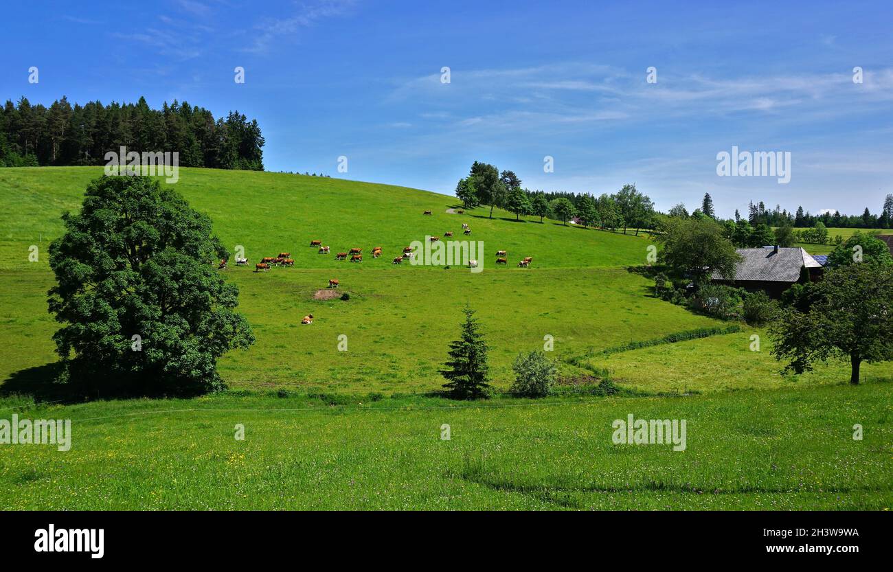 Southern Black Forest, Brigach spring area, grazing cows at a Black ...