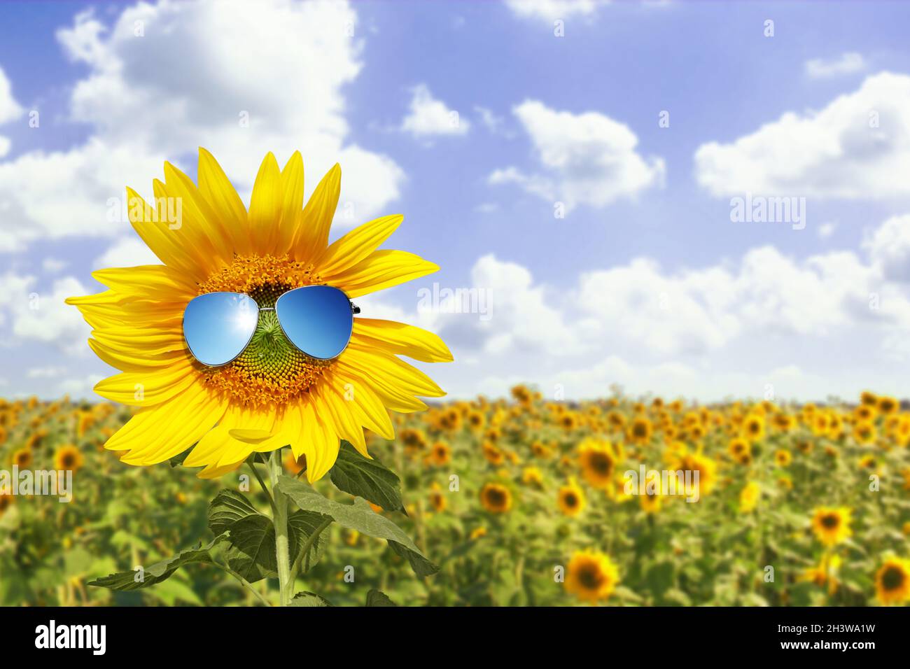 Funny sunflower with sunglasses on a blue sky Stock Photo