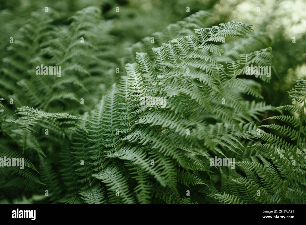 Ferns and evergreens hi-res stock photography and images - Alamy