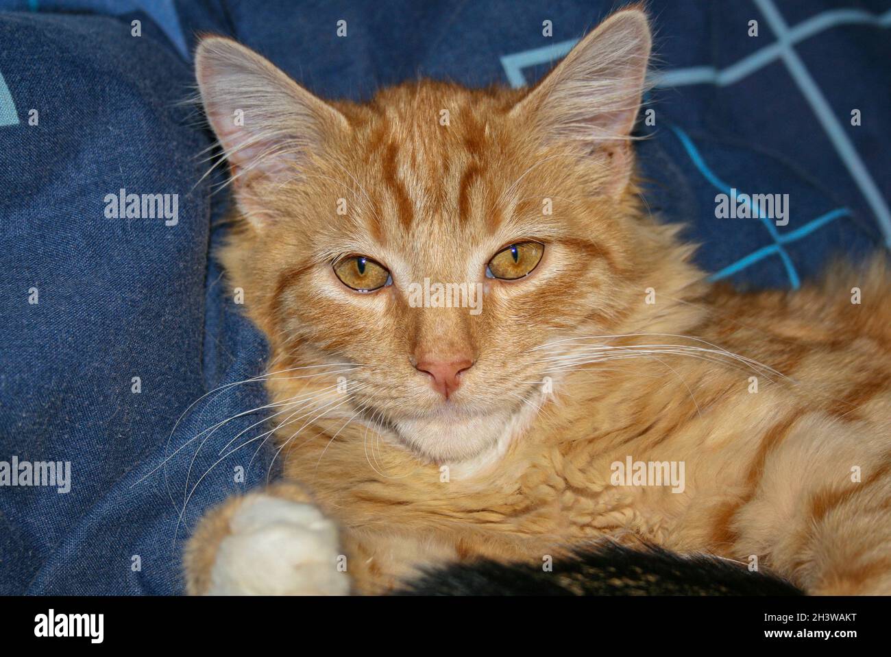 A close up shot of a young juvenile ginger cat with amber eyes and a