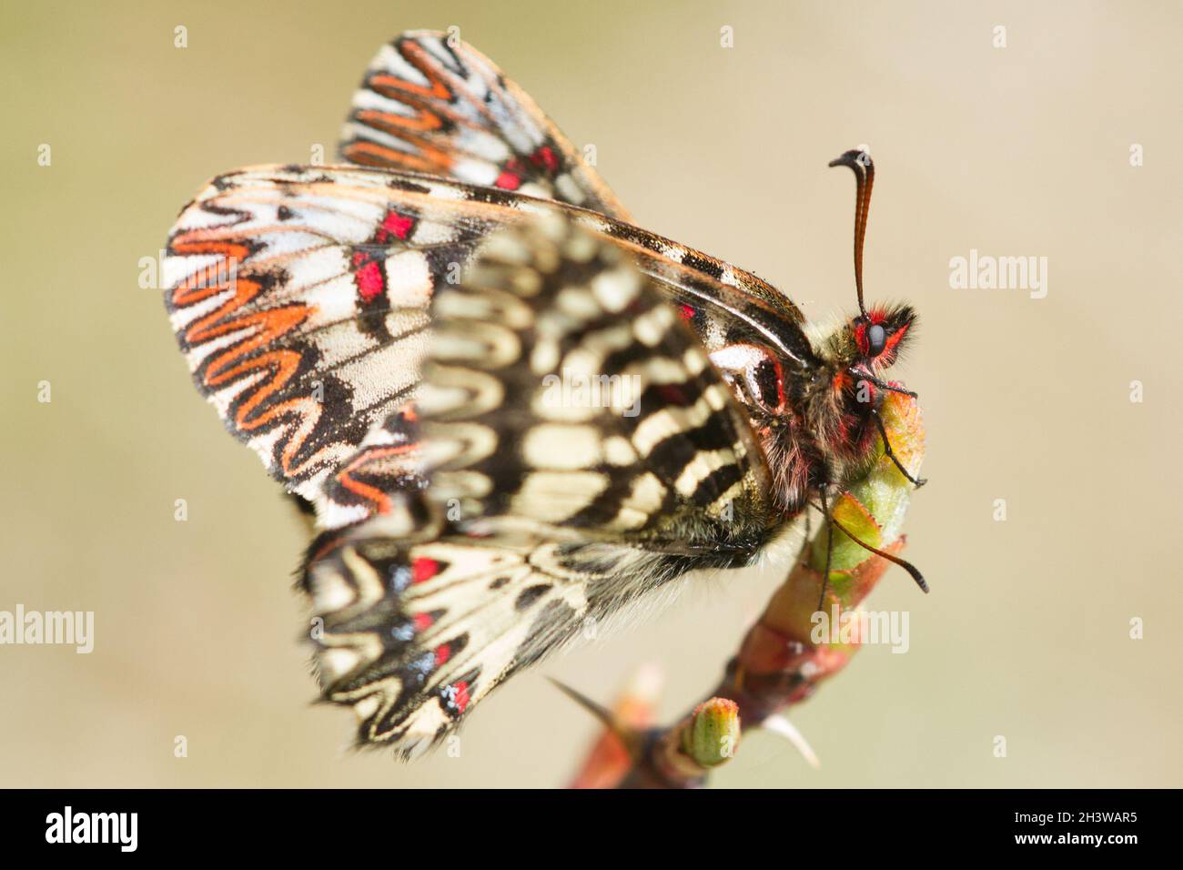 The Southern festoon (Zerynthia polyxena) in non conventional coupling, an european endangered butterfly. Aosta valley, Italian Alps. Stock Photo