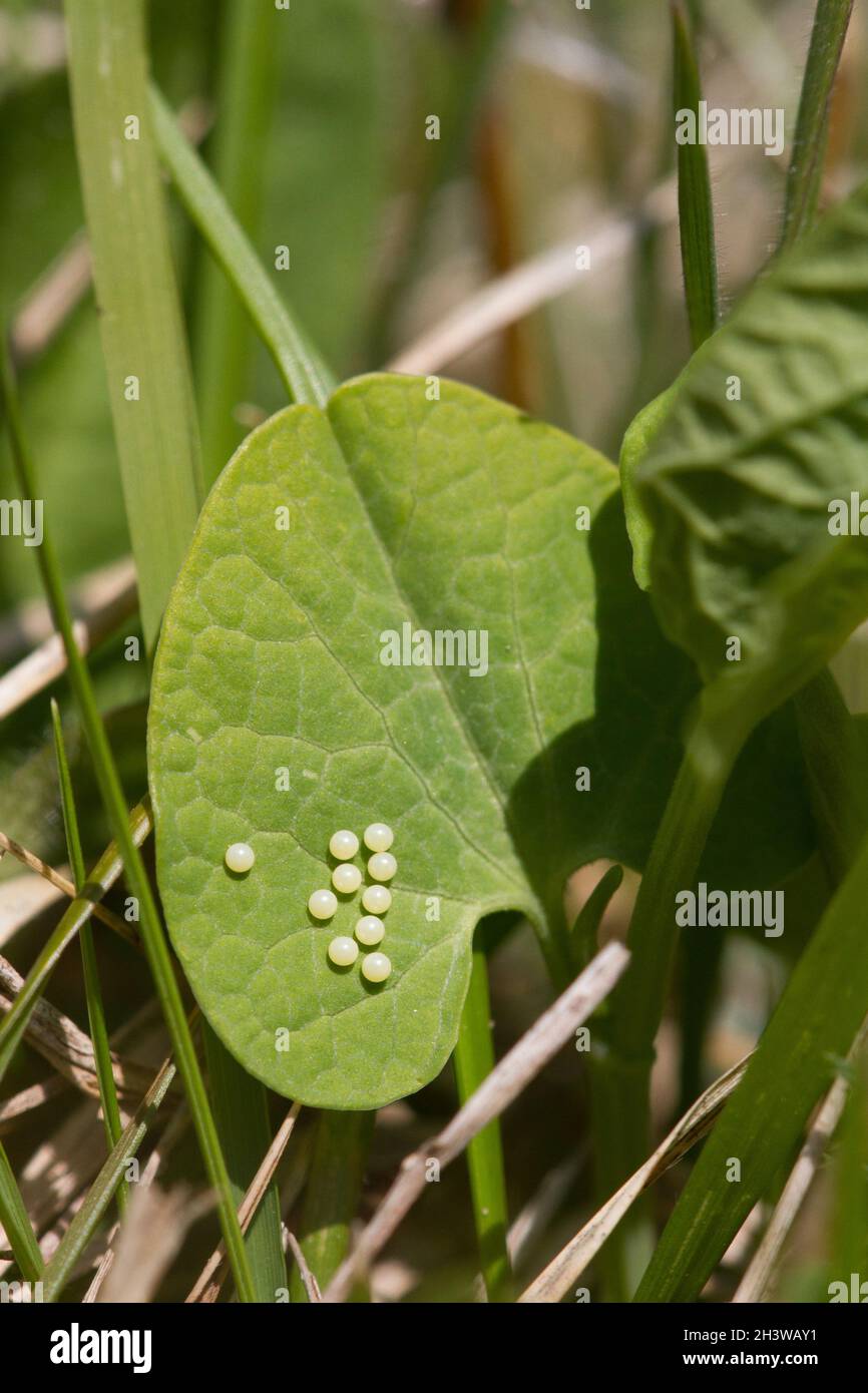 The Southern festoon (Zerynthia polyxena), eggs lay on a leaf of Aristolochia pallida, a toxic plant. Aosta valley, Italian Alps. Stock Photo