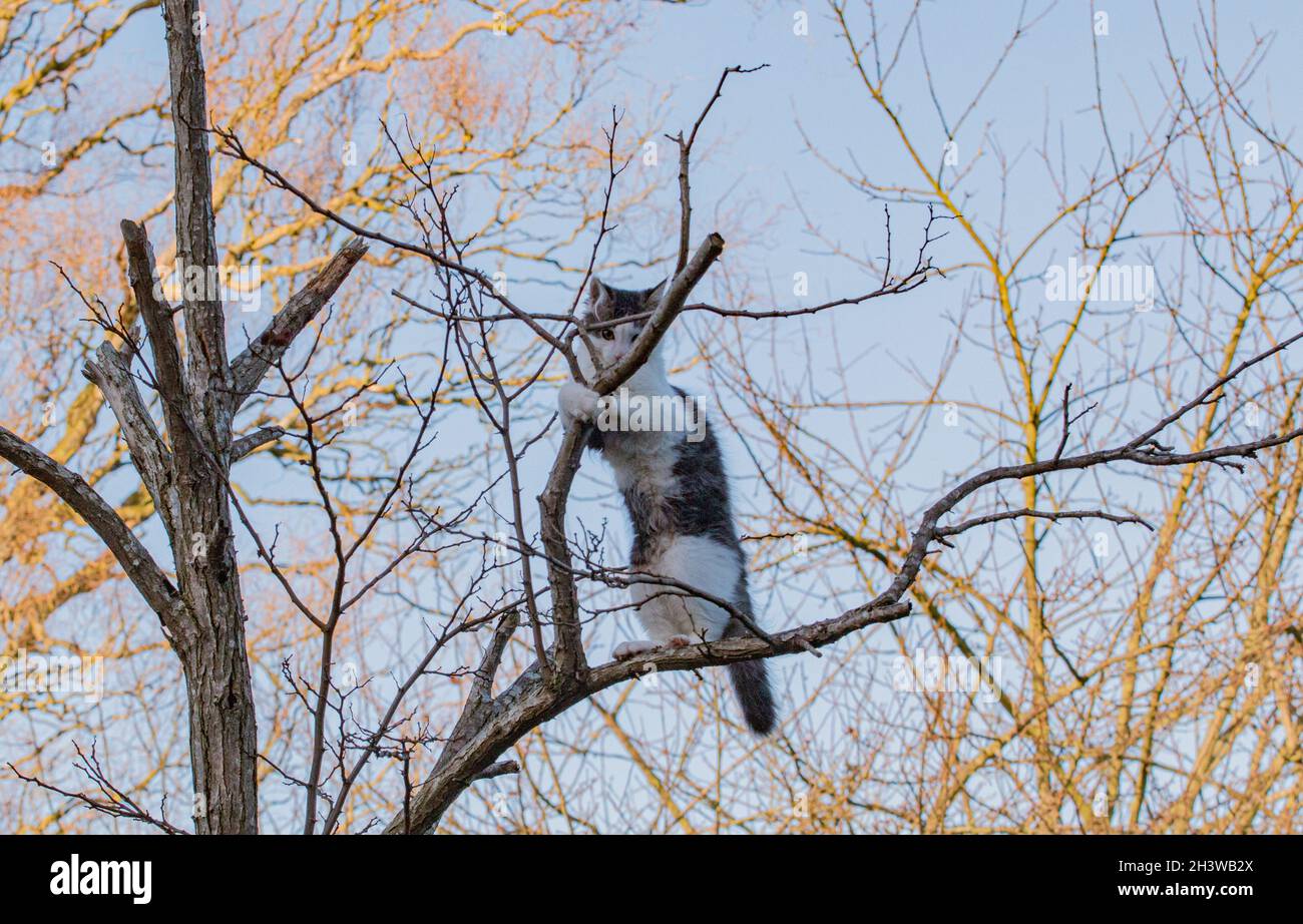 Stuck up a tree. A young tabby and white kitten clinging to the