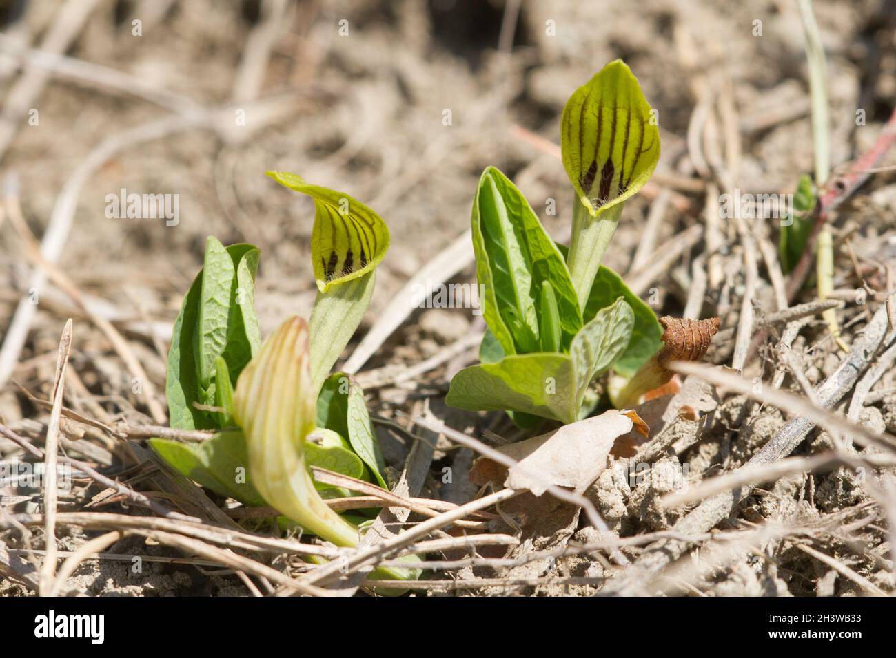 Aristolochia pallida, a toxic mediterranean species of herbaceous plant, host-plant of Zerynthia polyxena, and european endangered butterfly. Stock Photo