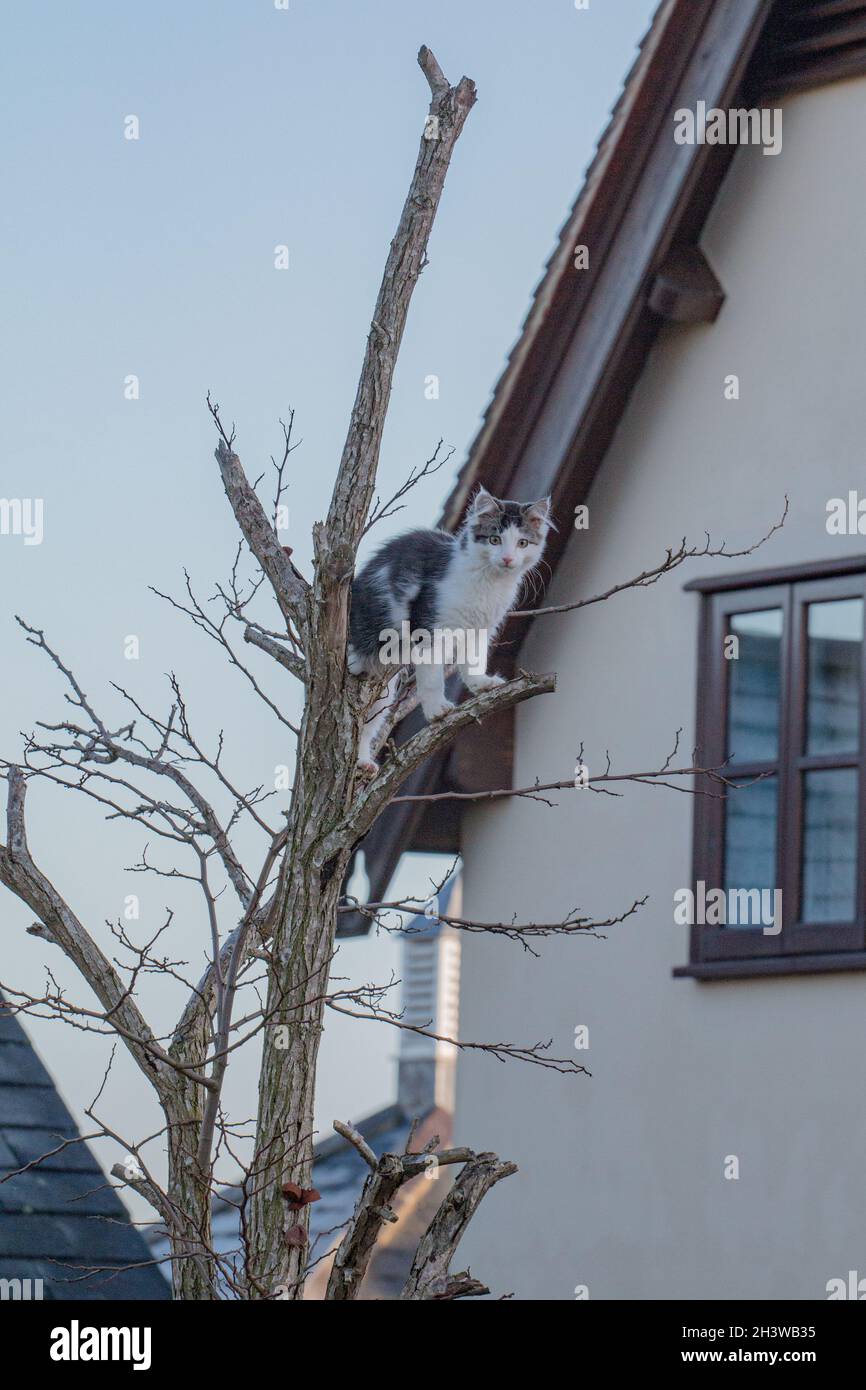 Stuck up a tree. A young tabby and white kitten balanced on to the