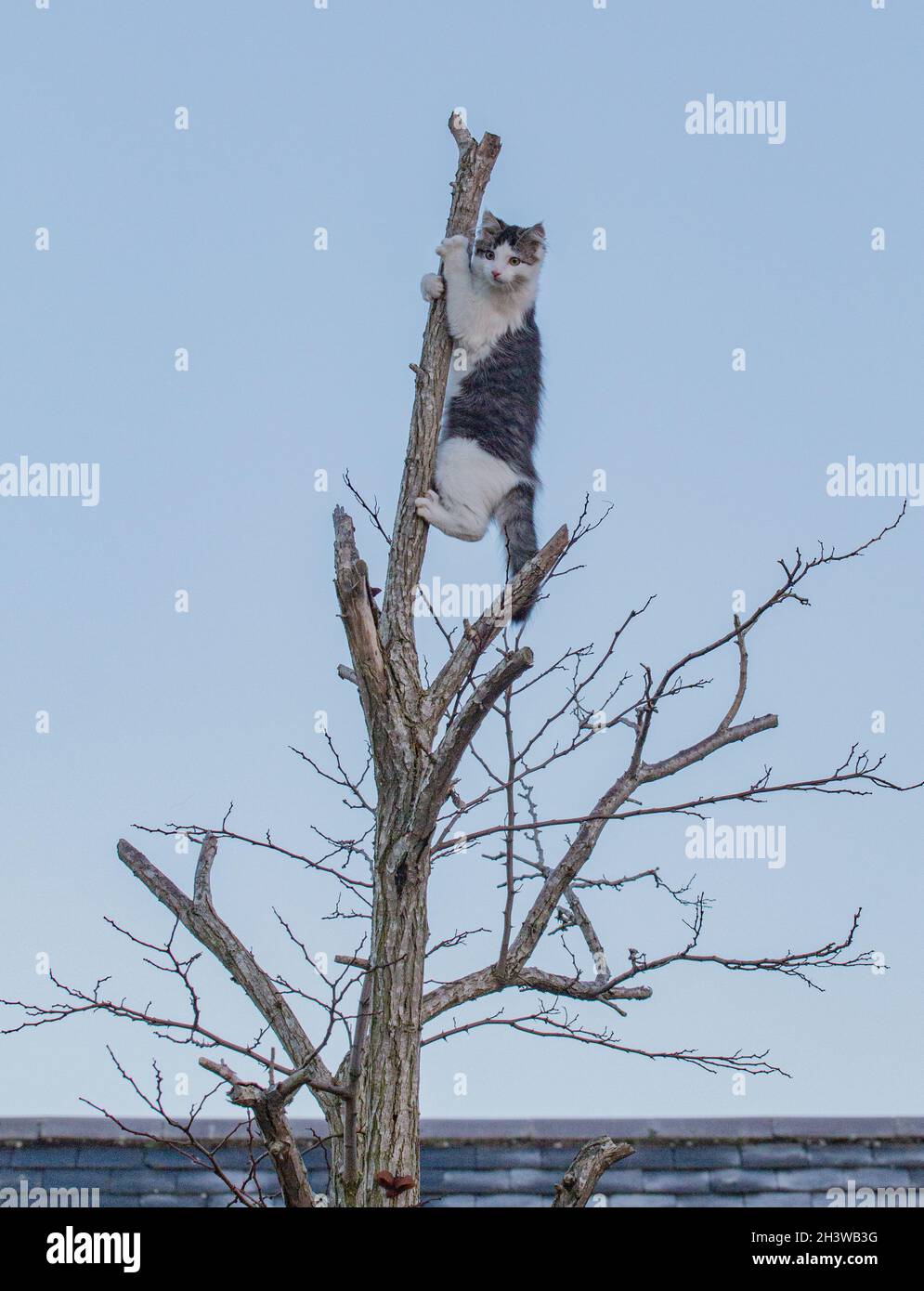Stuck up a tree. A young tabby and white kitten hanging on to the trunk