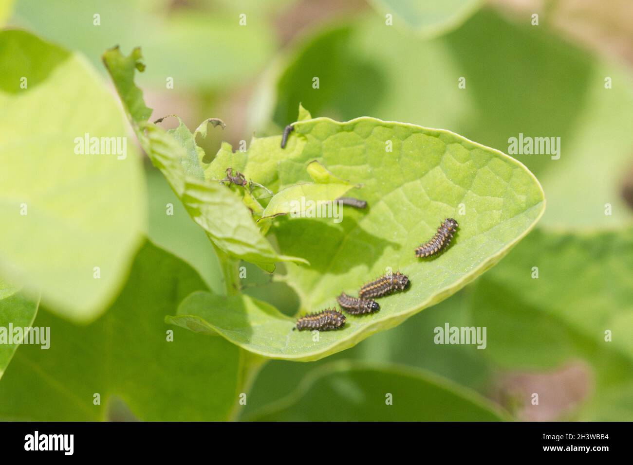 The Southern festoon (Zerynthia polyxena), caterpillar feeding on Aristolochia pallida, a toxic plant and its protection. Aosta valley, Italian Alps. Stock Photo