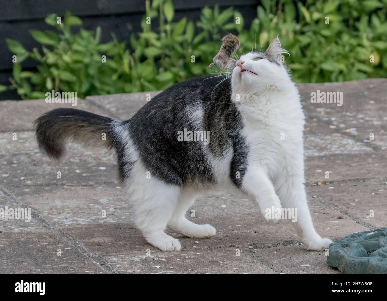 Playing with your food. A tabby and white cat throwing , tossing and