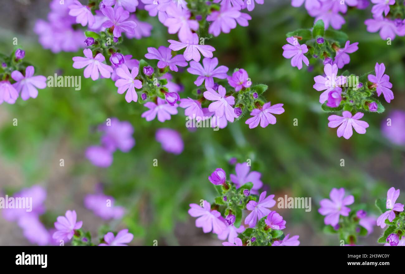 Stone wall flowers hi-res stock photography and images - Alamy