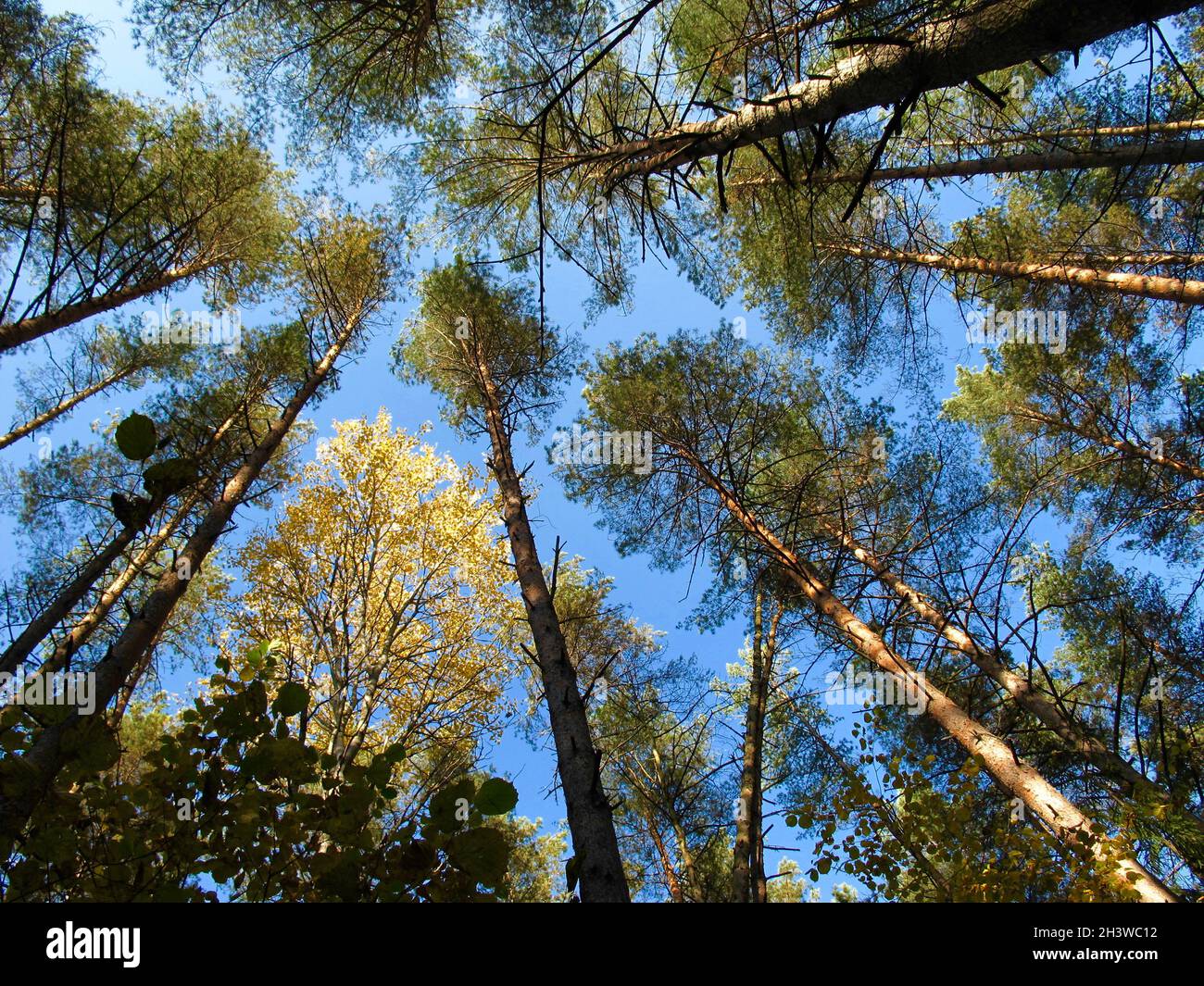 Pine trees and golden birch on the blue sky background in autumn sunny ...