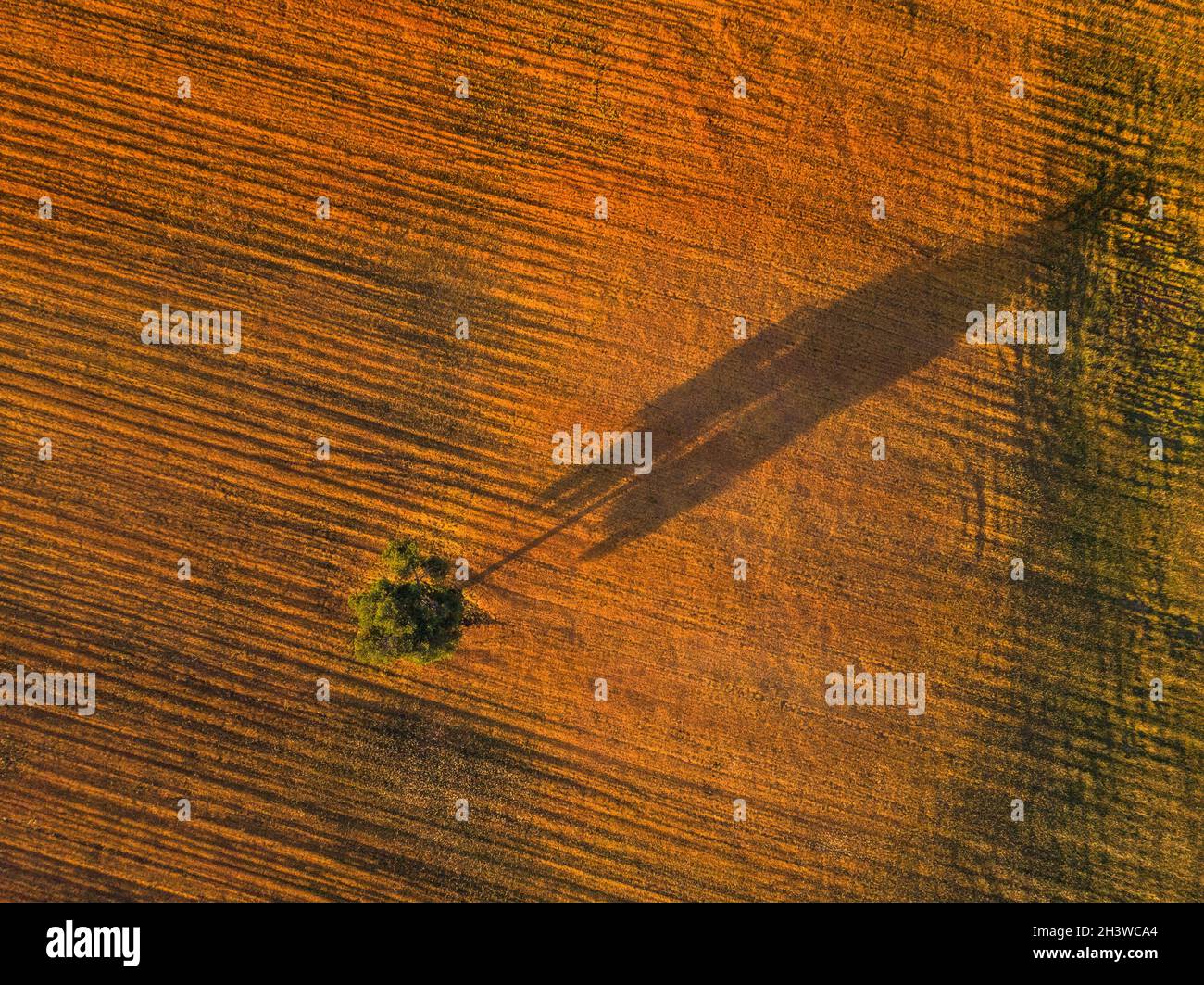 Beautiful-isolated tree casts its long shadow at sunset over a field Stock Photo