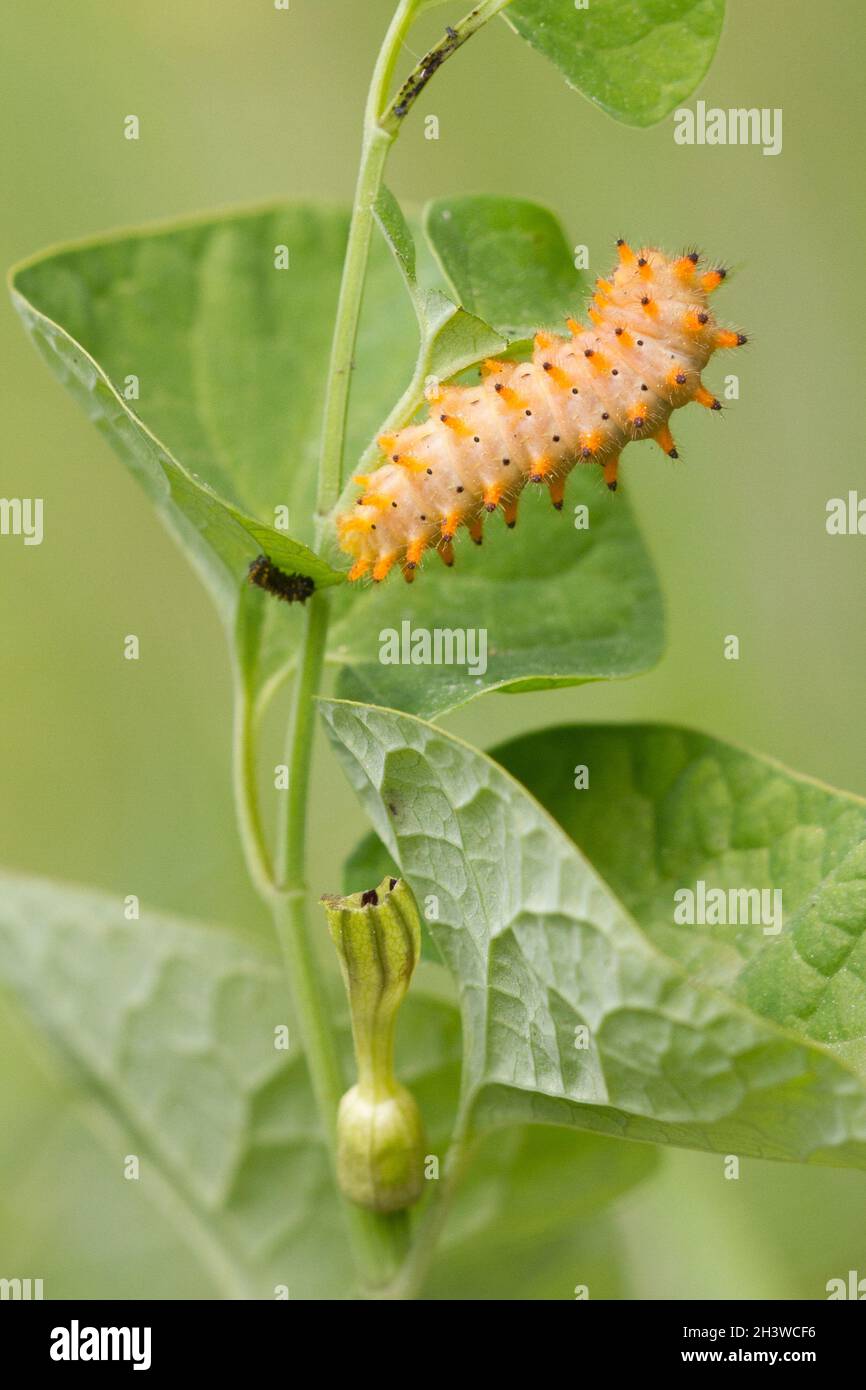 The Southern festoon (Zerynthia polyxena), caterpillar feeding on Aristolochia pallida, a toxic plant and its protection. Aosta valley, Italian Alps. Stock Photo