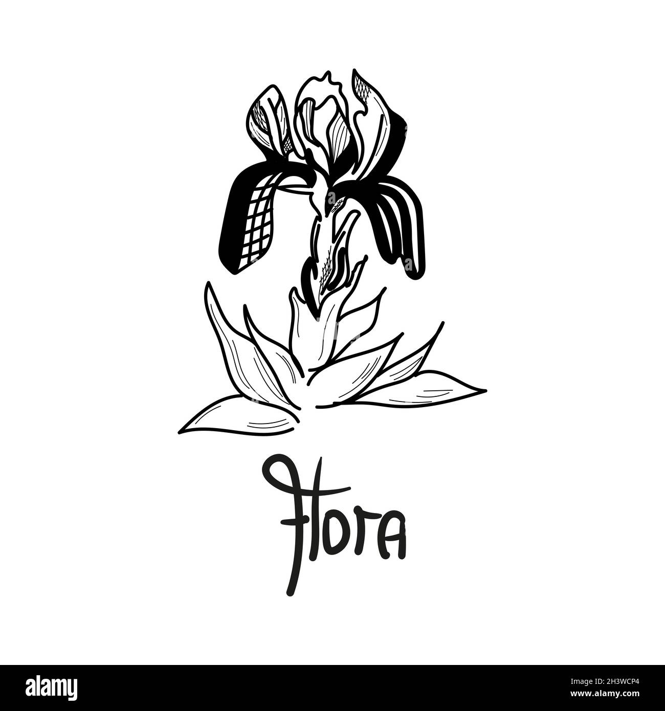 Iris flower are drawn graphically with lettering Flora. Vector illustration. Stock Vector