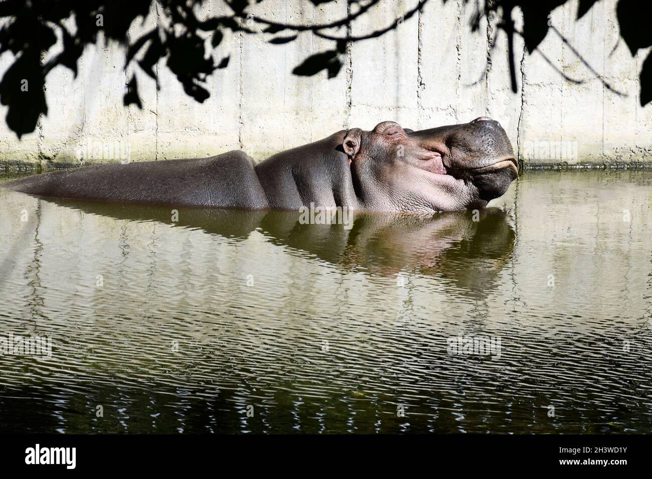 One sleeping hippo in a pond. Zoo, nursery for animals. Close-up. Selective focus. Stock Photo
