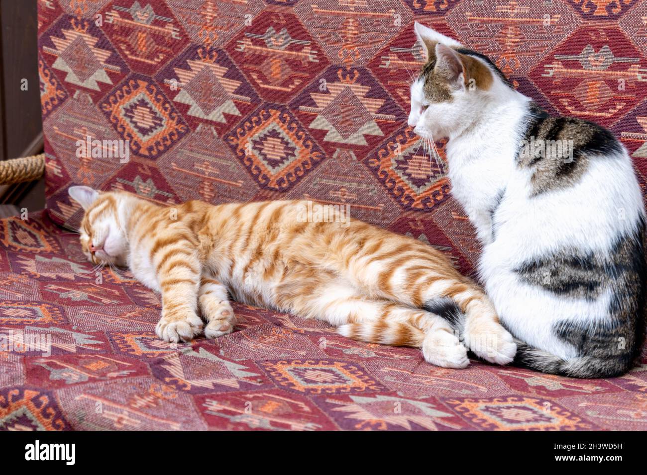 cats cuddling on cushion chair in Turkey. Turkish street cat cuddling and sleeping comfortably. Stock Photo