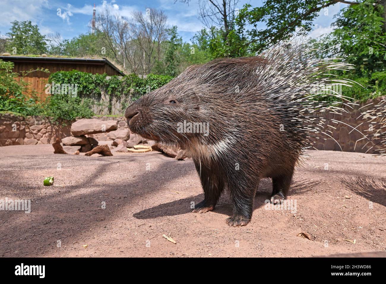 Indian white tailed porcupine (Hystrix indica). Stock Photo