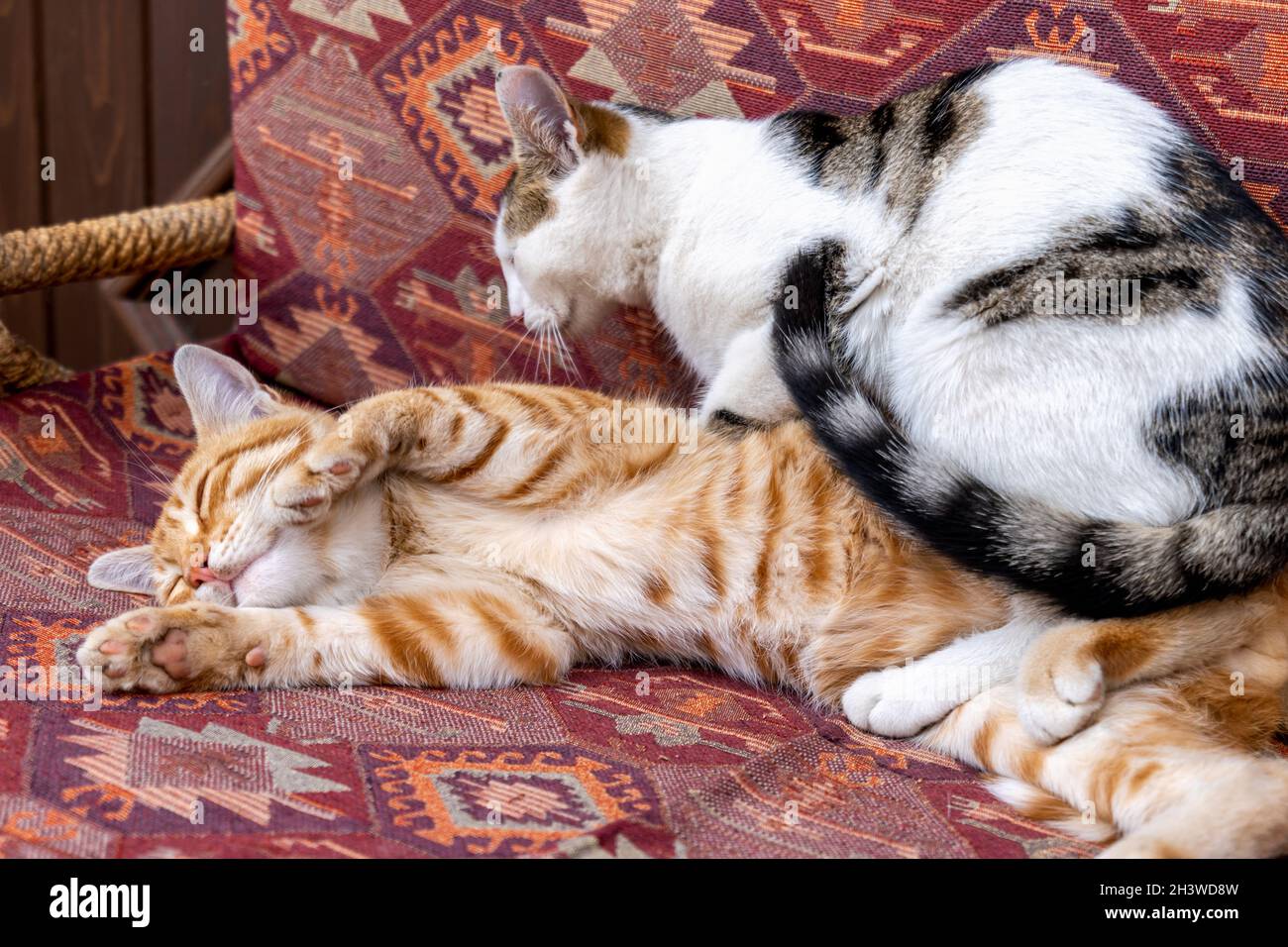 cats cuddling on cushion chair in Turkey. Turkish street cat cuddling and sleeping comfortably. Stock Photo
